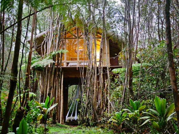 Jungle house
