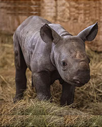 Javan Rhino