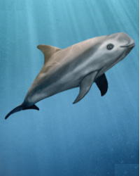 Vaquita